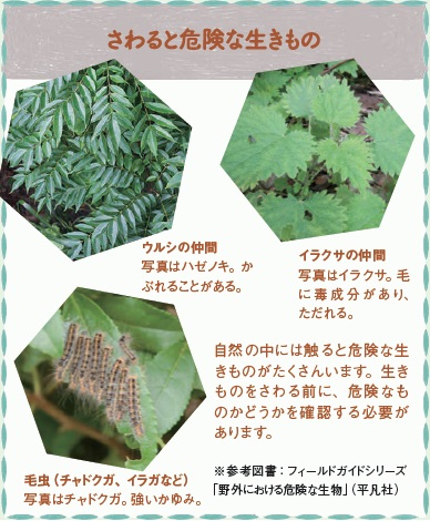 さわると危険な生きもの：ウルシの仲間／イラクサの仲間／毛虫