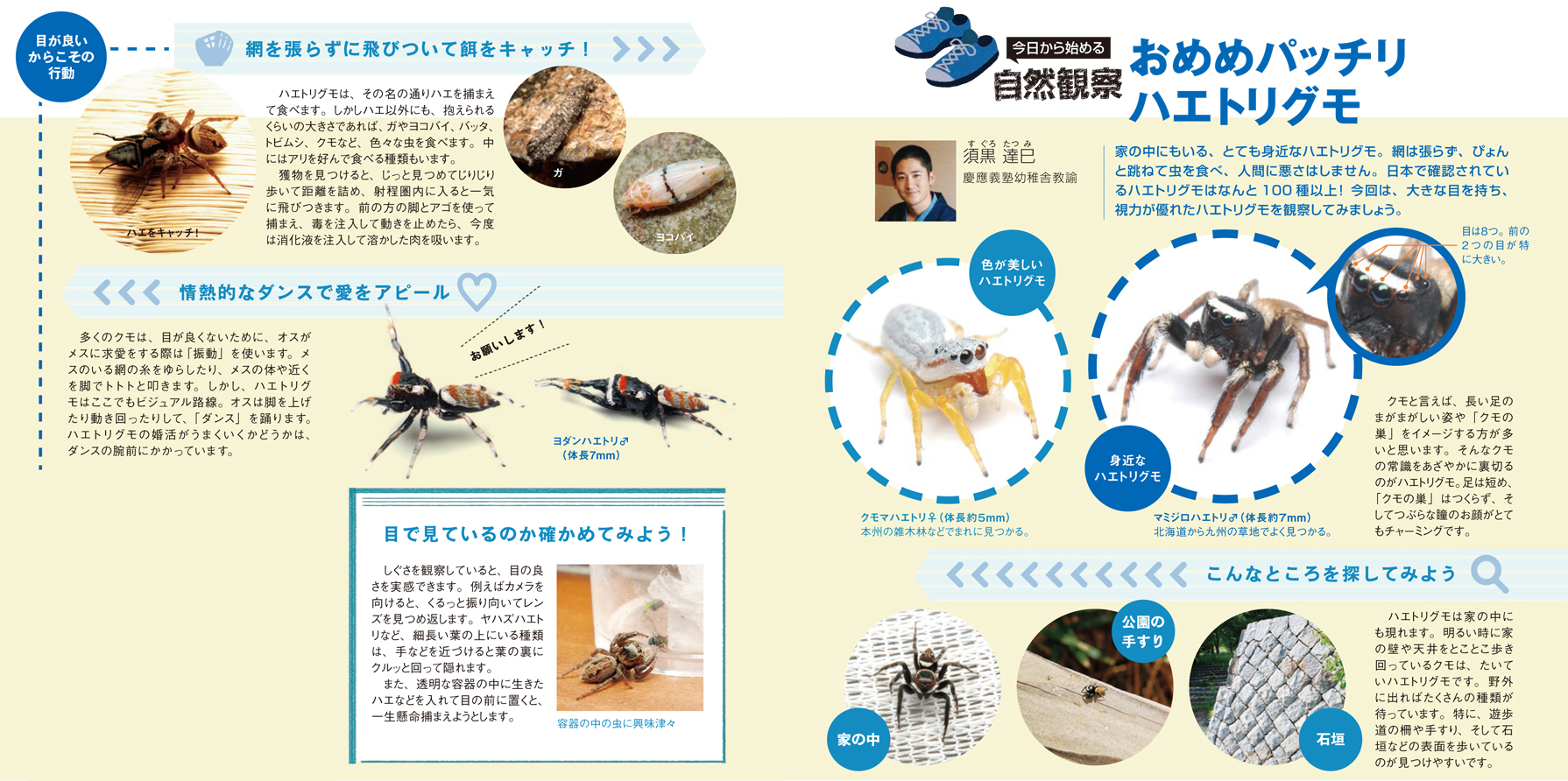 配布資料 今日からはじめる自然観察 おめめパッチリハエトリグモ 日本自然保護協会オフィシャルサイト