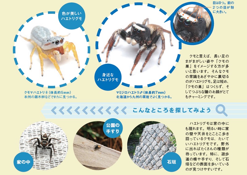 配布資料 今日からはじめる自然観察 おめめパッチリハエトリグモ 日本自然保護協会オフィシャルサイト