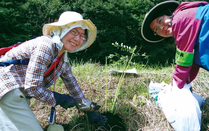 クララの株植付け