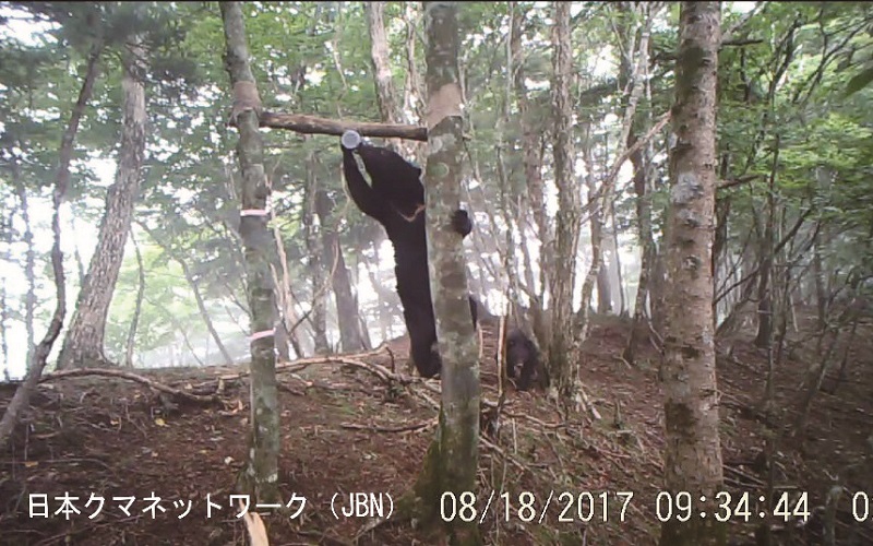 生息地で確認された四国ツキノワグマ