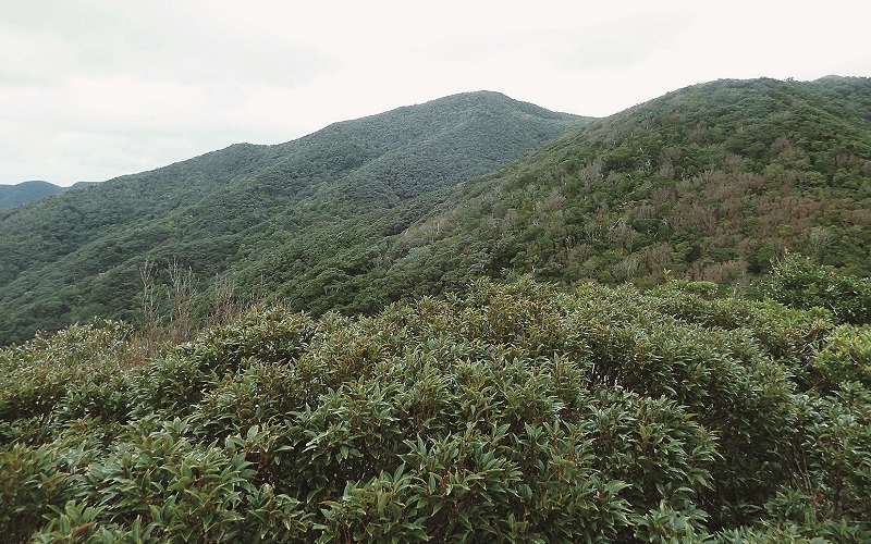 奄美大島の湯湾岳