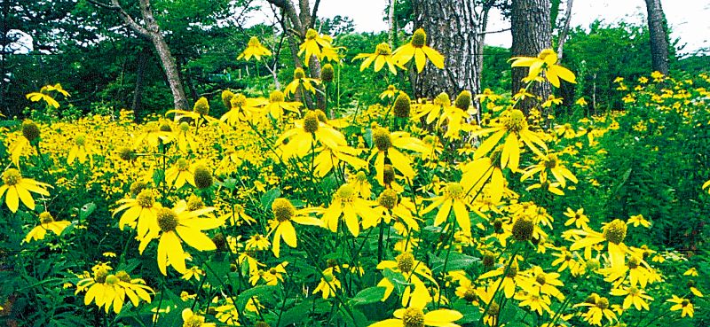 オオハンゴンソウの花