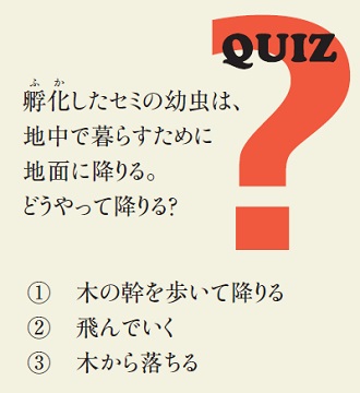 孵化したセミの幼虫は、地中で暮らすために地面に降りる。どうやって降りる？①木の幹を歩いて降りる②飛んでいく③木から落ちる