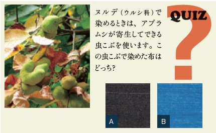 QUIZ： ヌルデ（ウルシ科）で染めるときは、アブラムシが寄生してできる虫こぶを使います。この虫こぶで染めた布はどっち？