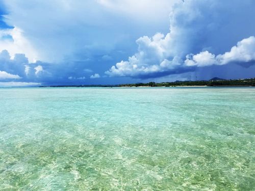 辺野古の海草藻場、砂地（写真）