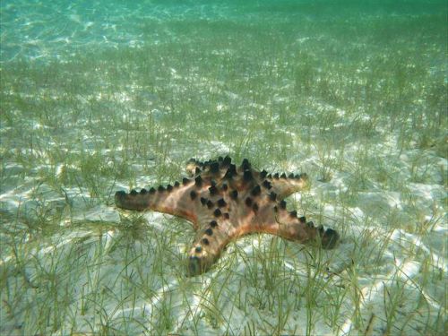 辺野古の海草藻場（写真）