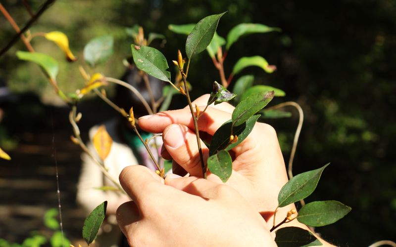 材料を採取する様子（写真）