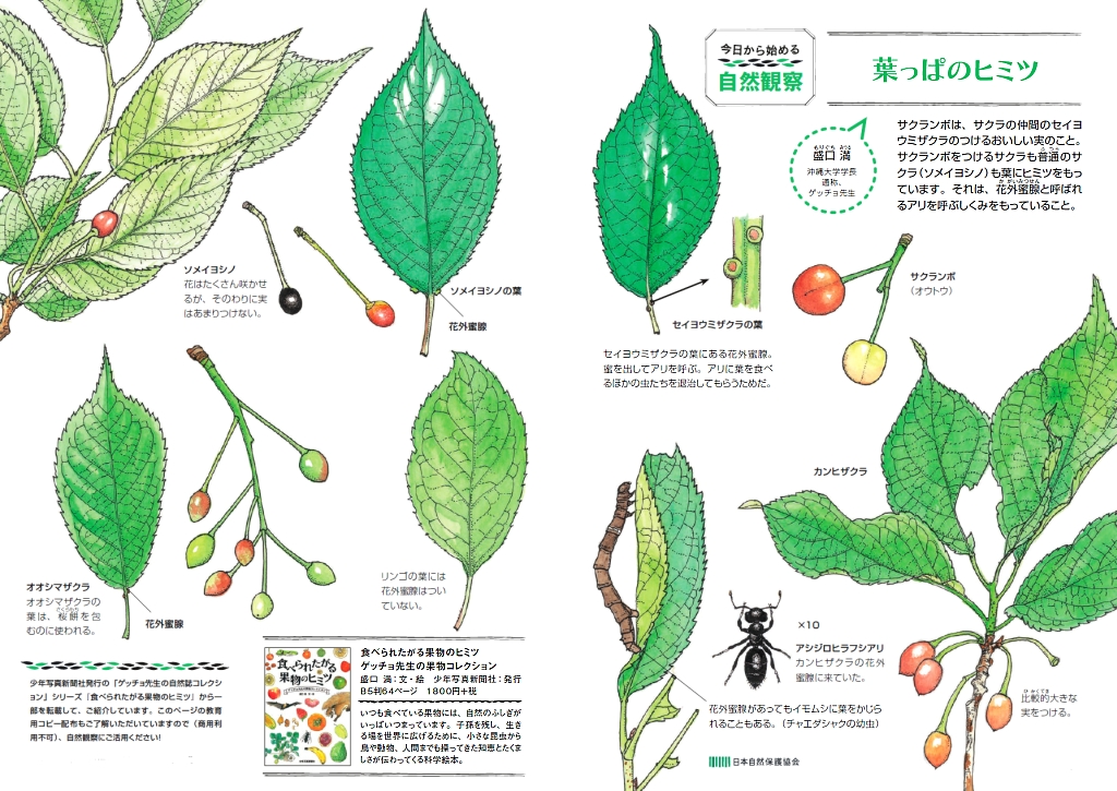 葉っぱのヒミツ 今日からはじめる自然観察 日本自然保護協会オフィシャルサイト