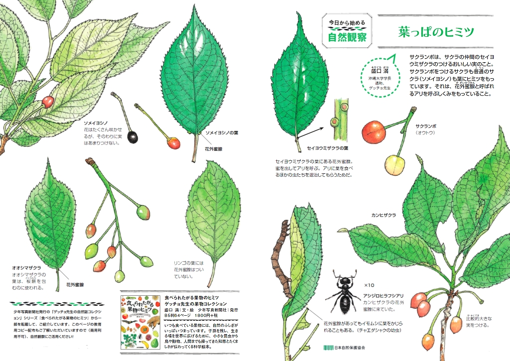 今日から始める自然観察ピクチャーページ画像