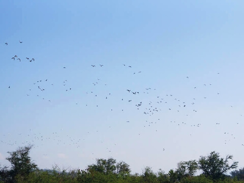 大空に舞う無数の鳥の写真