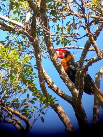 木にとまっている、赤い嘴が特徴のアカサイチョウ写真