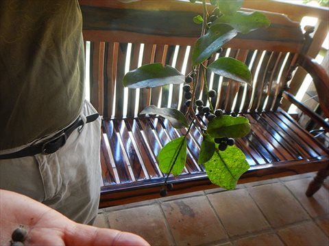 小さいバグナイの実と葉っぱのついた枝をかかげている写真