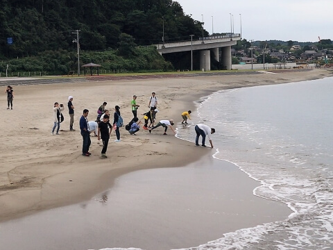 砂浜で貝殻さがしをする参加者（遠景写真）