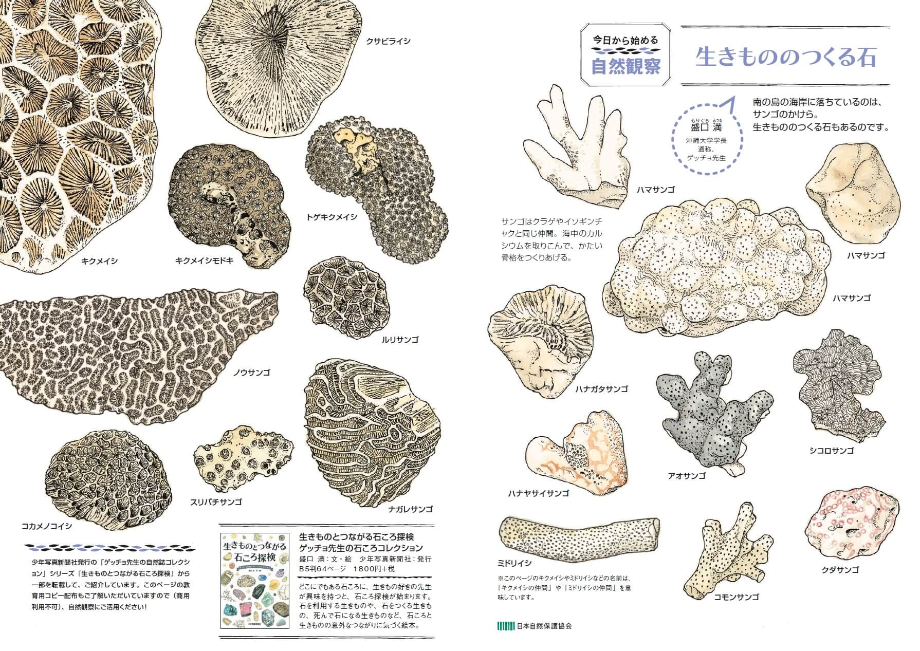 今日から始める自然観察ピクチャーページ画像