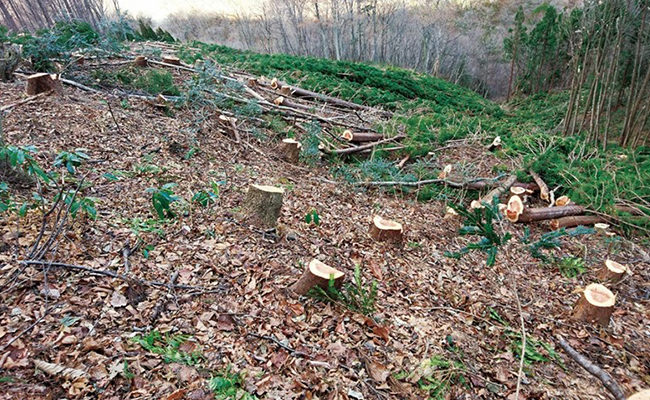 絶滅危惧種を守る 森の王者イヌワシが暮らせる日本の森を守る 日本自然保護協会オフィシャルサイト