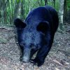 猪八重が生物群集保護林になりました