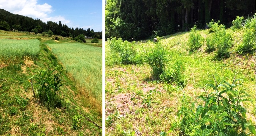 参加募集 絶滅危惧種のチョウの食草を増やそう 日本自然保護協会オフィシャルサイト