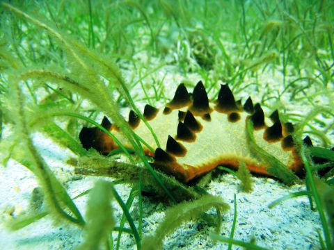 海草藻場とコブヒトデの写真