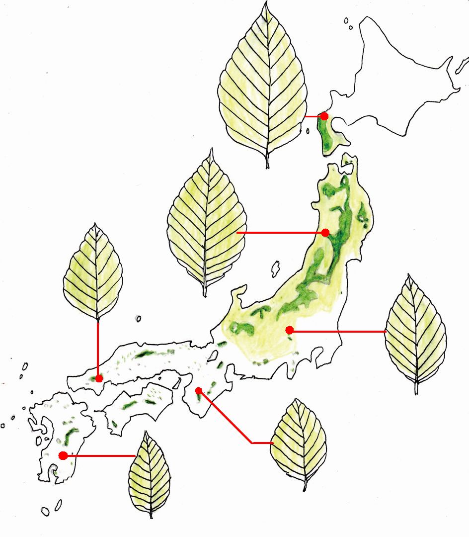 ブナの分布を示した日本地図