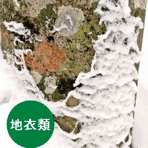雪の付いた幹の写真