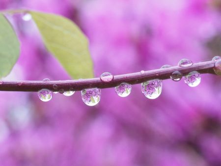 枝に付いた水滴に背景の紫の花が写った写真