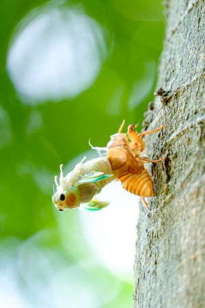 頭を下にセミが羽化している写真