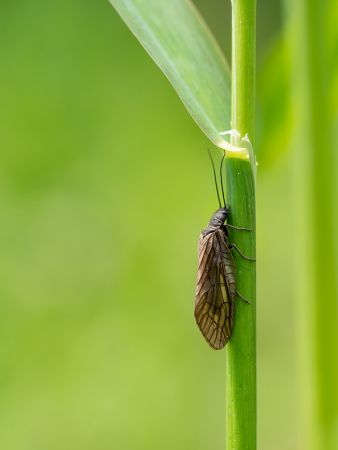 緑の茎にとまっている黒いヤマトセンブリを撮った写真