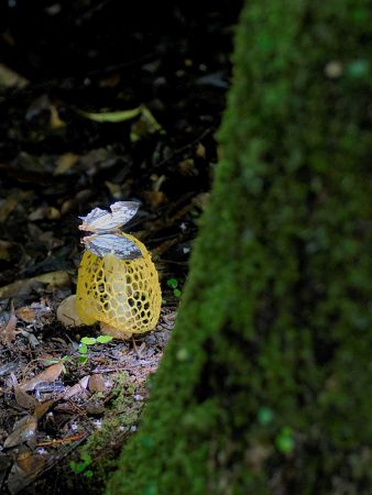 黄色い網笠の上に蝶がとまっている写真