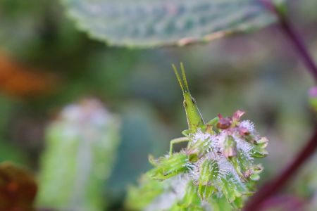 花びら越しに顔を出すショウリョウバッタ