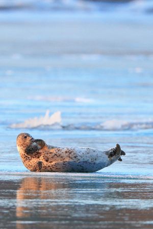 浜に横たわるゴマアザラシの写真