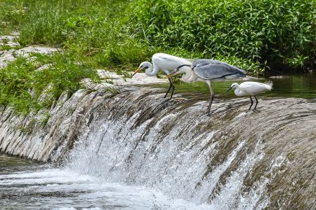 3羽の大きさの異なるサギが横並びになっている写真