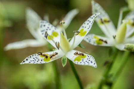 黄色の模様の付いた白い花びらに群がっている蟻の写真