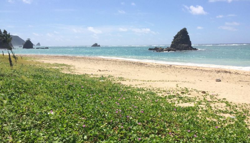 参加募集 海の生き物を守るフォーラム 地球温暖化と海の生き物の未来 日本自然保護協会オフィシャルサイト