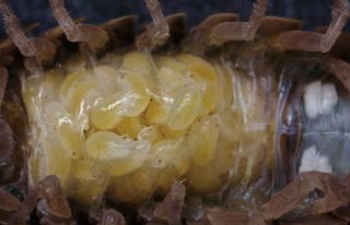 配布資料 今日から始める自然観察 コロコロ丸まるダンゴムシの暮らし 日本自然保護協会オフィシャルサイト