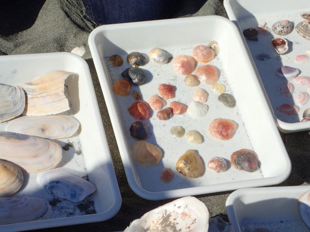 白いトレーに分類された貝殻