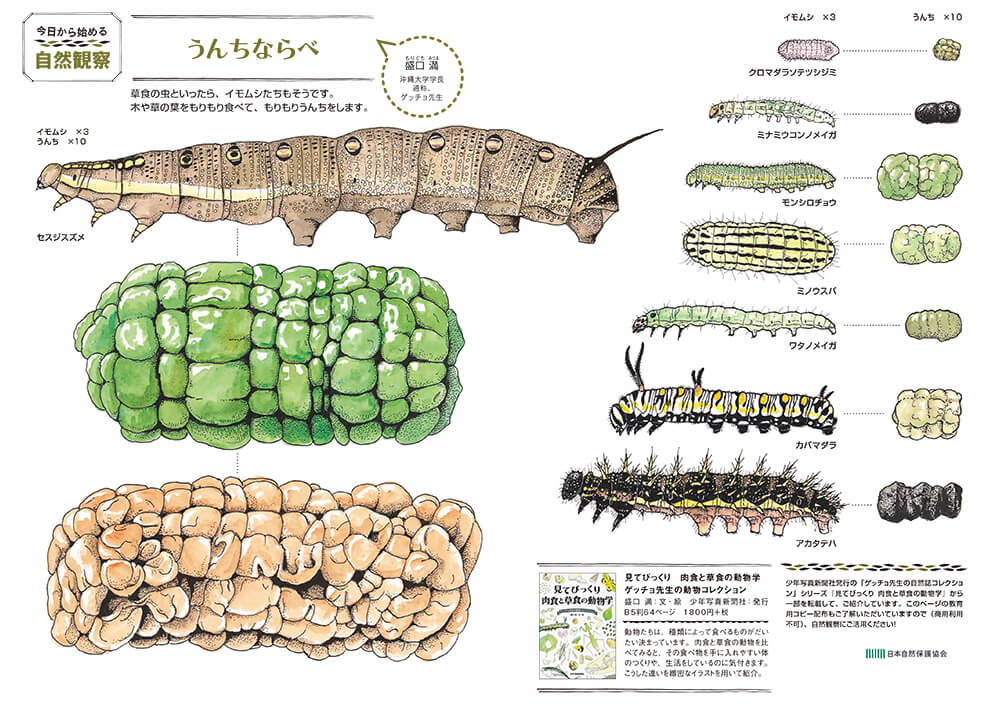 イモムシとうんちのイラストページ画像