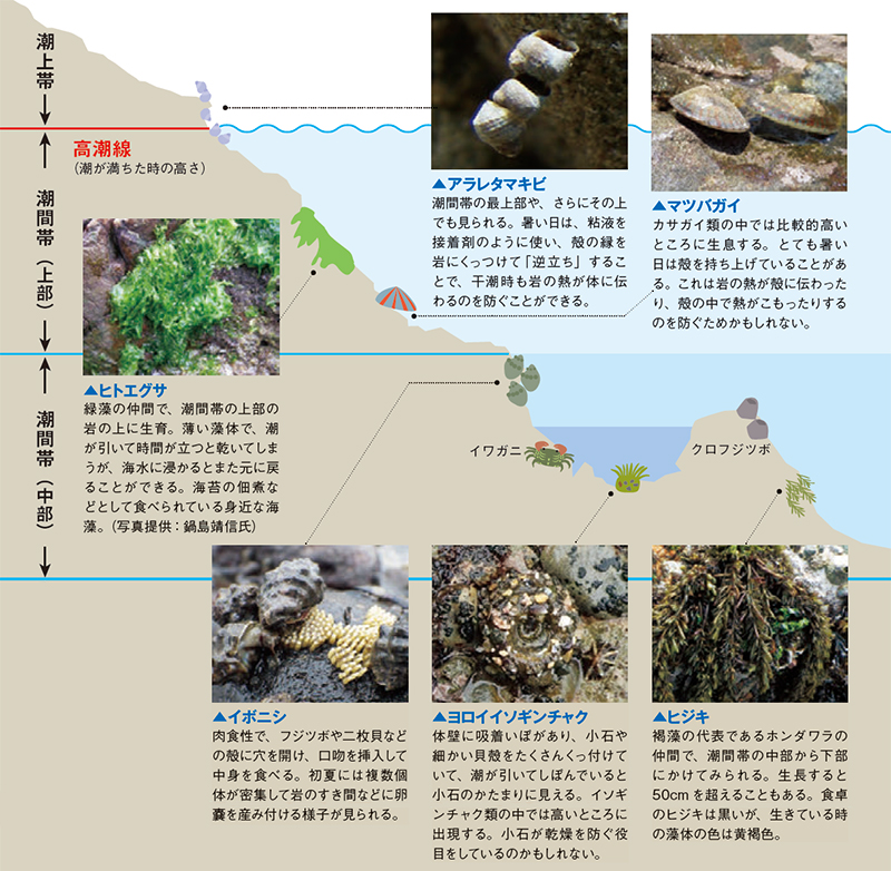 潮間帯上部から中部に生息する生き物の図