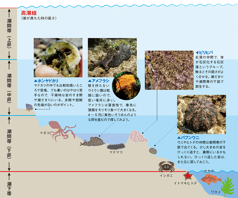 潮間帯下部から潮下帯に生息する生き物の図
