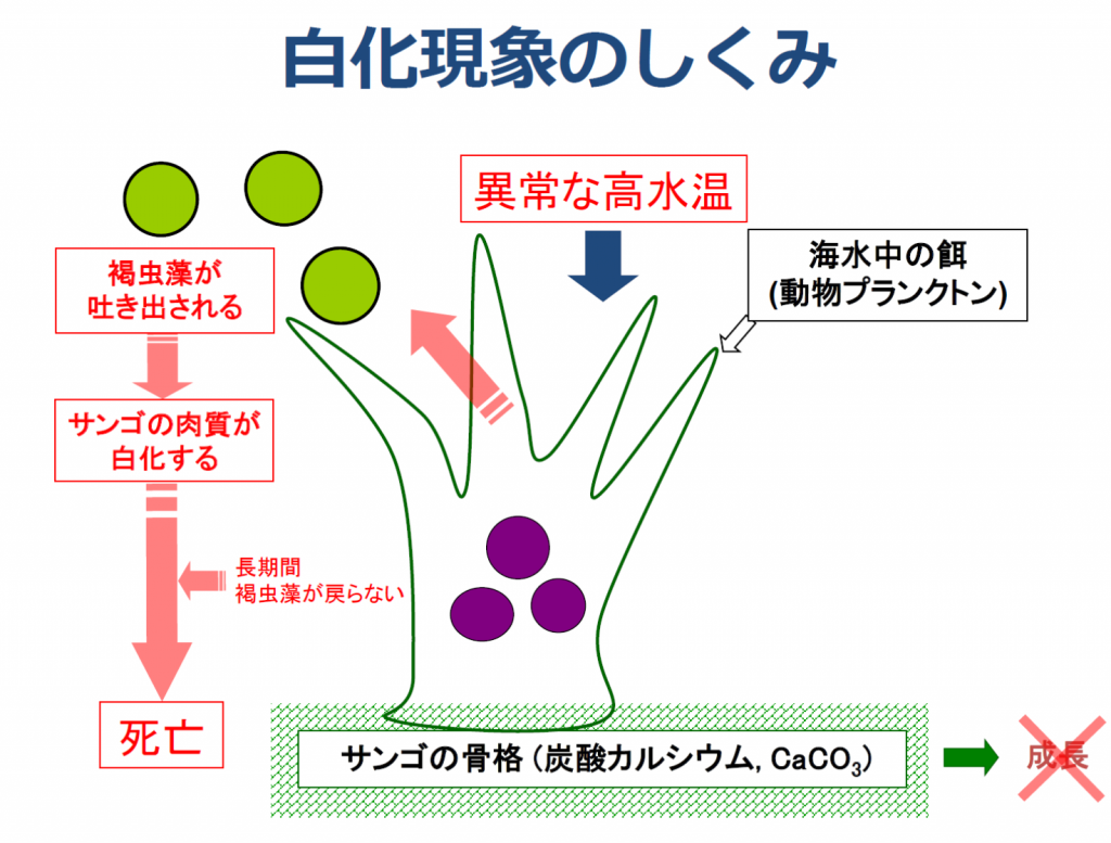 サンゴ 白化 のメカニズムと台風との関係 日本自然保護協会オフィシャルサイト