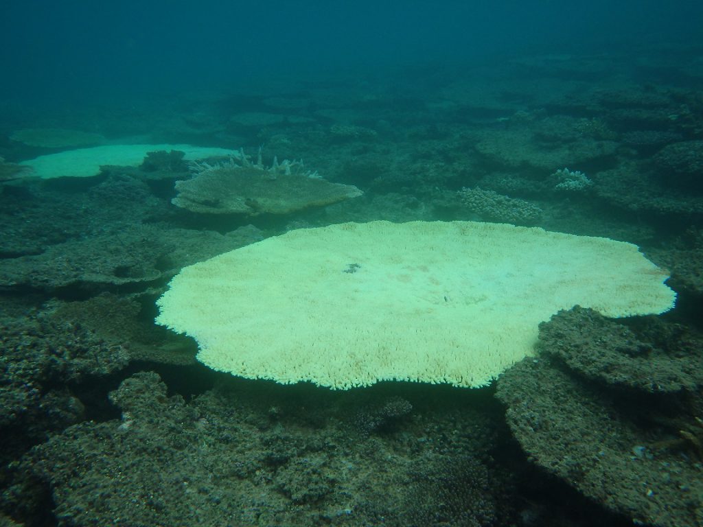 サンゴ 白化 のメカニズムと台風との関係 日本自然保護協会オフィシャルサイト