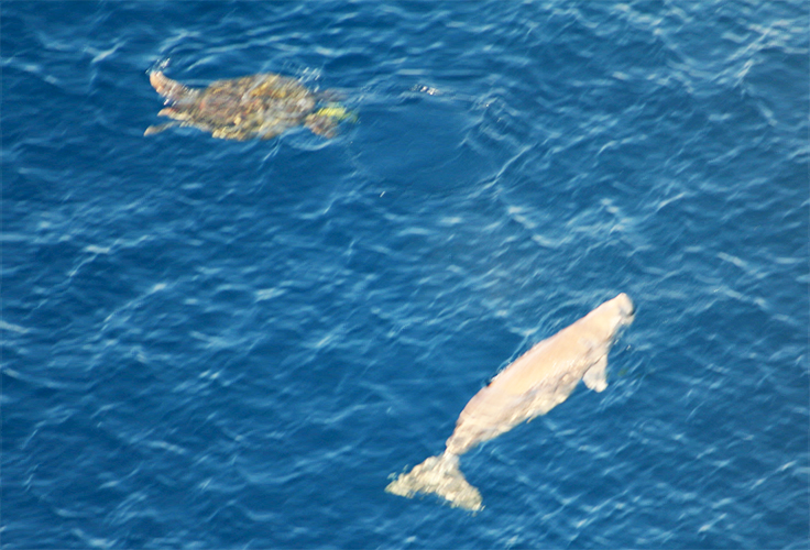海カメとジュゴンが一緒に泳いでるの写真