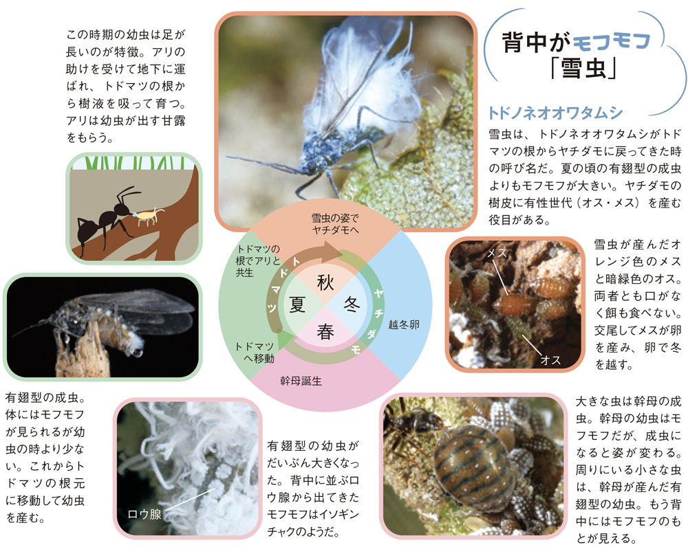 配布資料 今日から始める自然観察 モフモフを通して命のバトンタッチを観よう 日本自然保護協会オフィシャルサイト