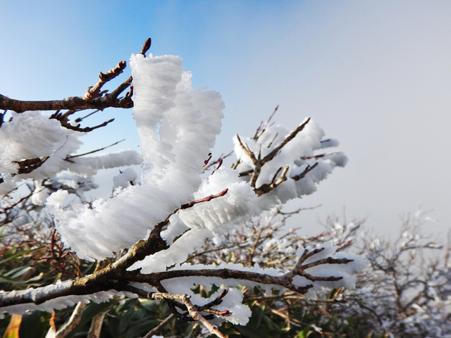 枝に積もった雪の写真