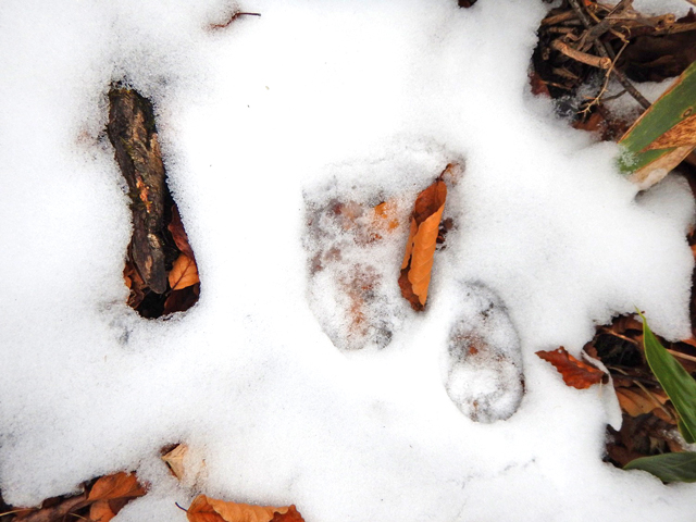 雪の上の動物の足跡の写真