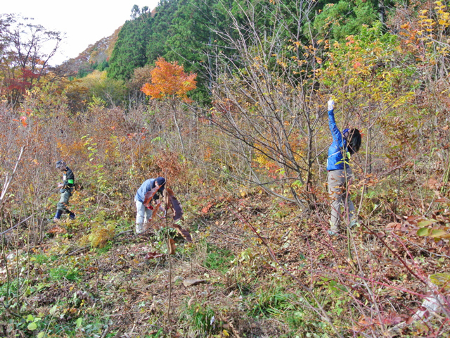 枝の除伐作業中の参加者の写真