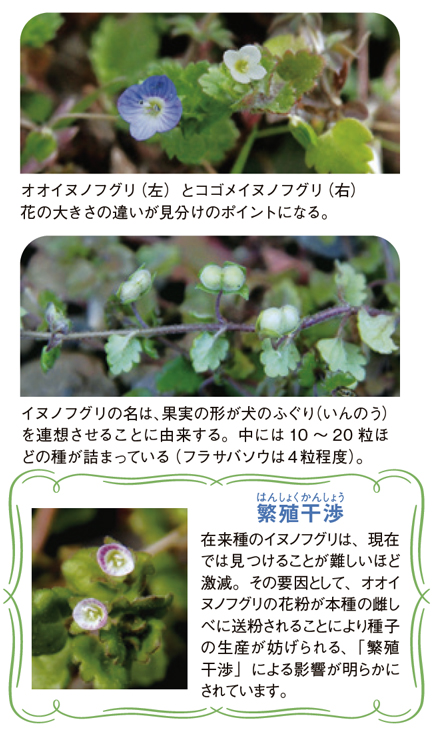 配布資料 今日から始める自然観察 もっと仲良くなろうイヌフグリの仲間たち 日本自然保護協会オフィシャルサイト