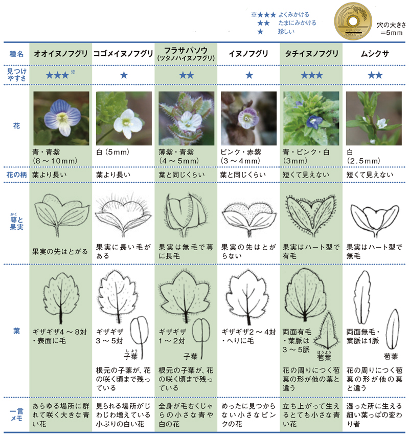 イヌノフグリの仲間一覧表