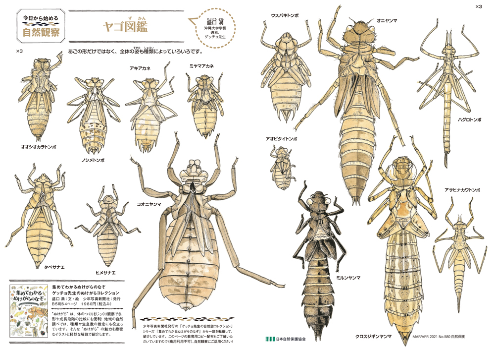 会報『自然保護』No.580連載頁の画像