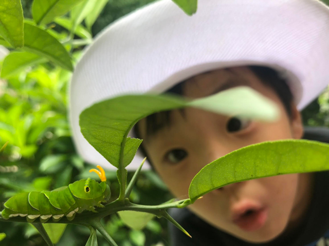 大きな緑色の芋虫に驚く少年の写真